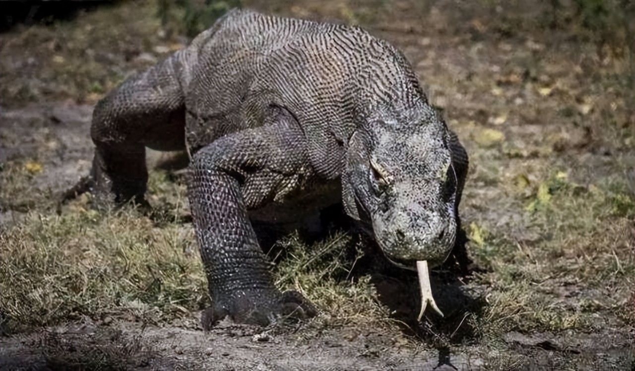 How terrifying is the venom of the Komodo dragon? Once a person is bitten  for 10 seconds, it will kill? - laitimes