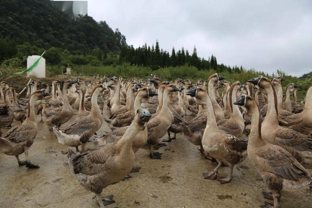 广东的狮头鹅为何那么值钱?