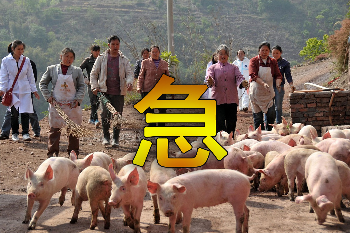 三元猪苗价格今日猪价「30斤三元猪苗价格」
