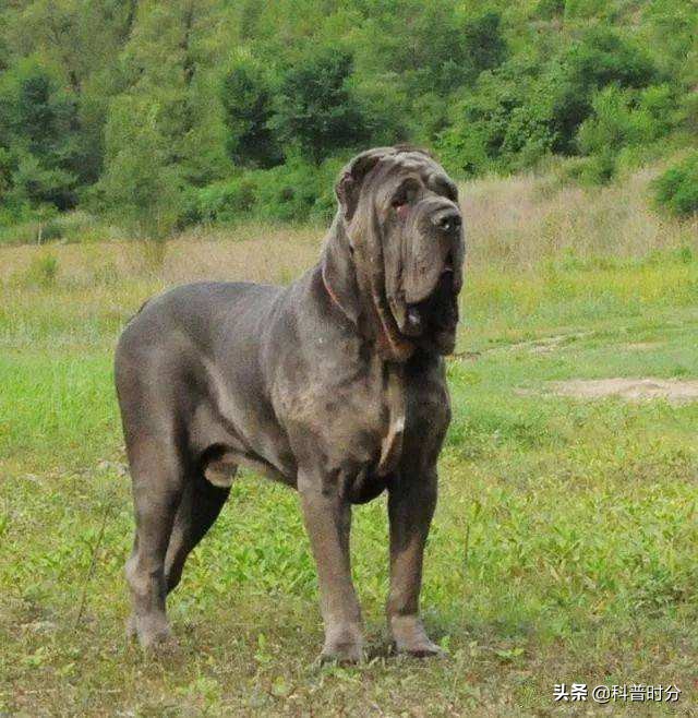 法国波尔多犬(世界上凶猛的十种狗，日本土佐犬上榜，藏獒排名第二)