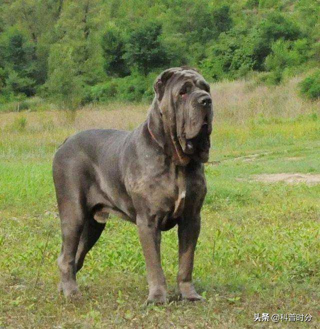 世界上凶猛的十种狗,日本土佐犬上榜,藏獒排名第二