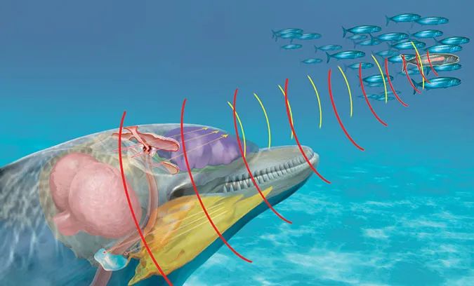 动物用来进行导航和觅食了,如海豚,鲸和蝙蝠,这个特技被称为回声定位