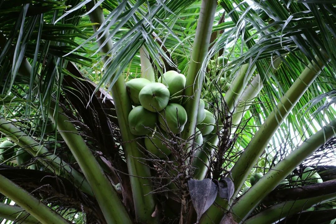 坐落于祖国最南端！这所高校承百年历史，风光秀美，实力强劲