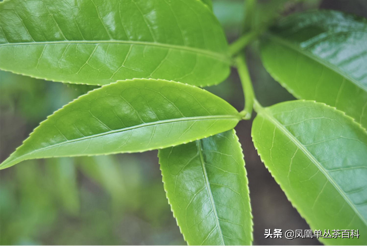 单枞的十大香型（单枞的十大香型有哪些）-第2张图片-科灵网