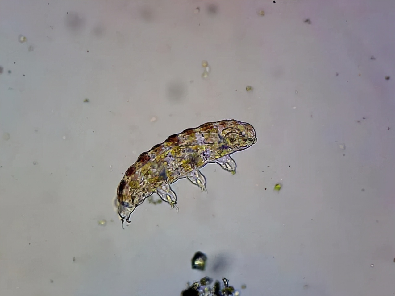 水熊虫图片 杀死 蟑螂,水熊虫图片