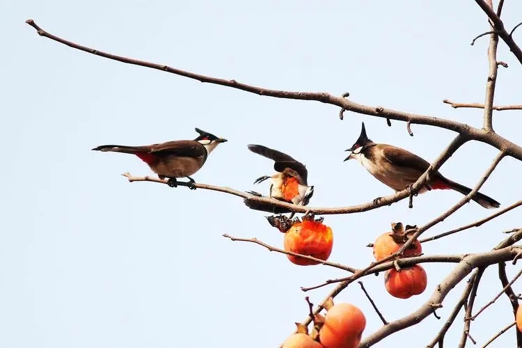 大神未必脑子好，而是思维方式更有效，究竟什么限制了我们的思考