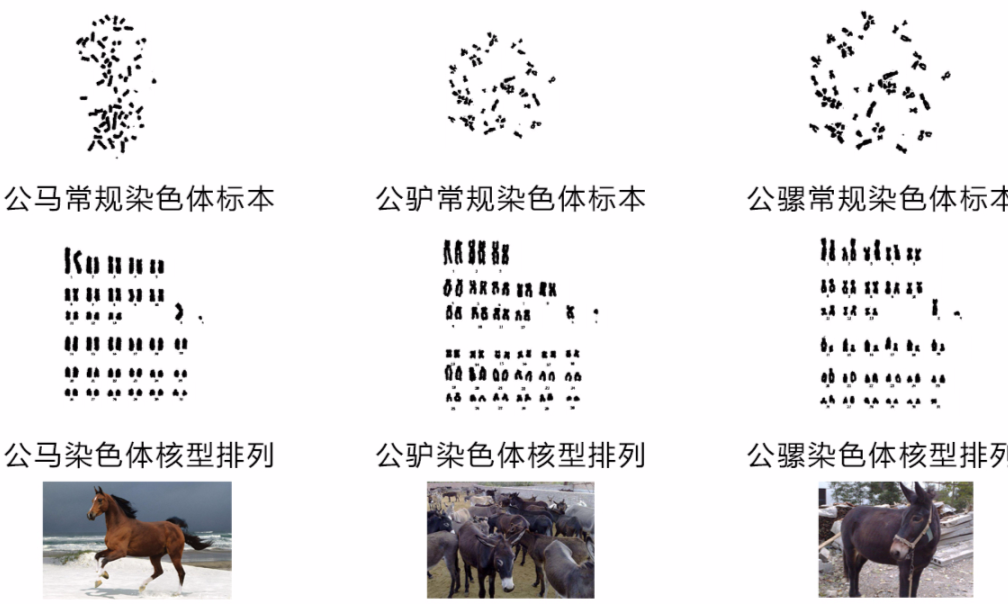 骡子怀孕必死？骡子为何无法生育？都是“马与驴子”惹的祸？