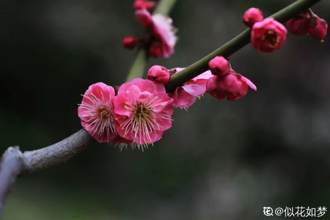 圖片梅字(紅梅開放,五福臨門,家裡養一盆,增添喜慶和好運)