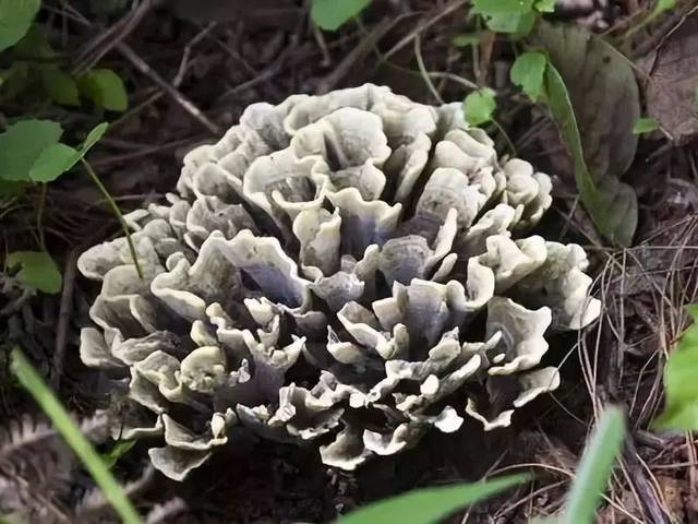 这100种野菜很常见，也很美味，可惜很多人不认识，白白错过美食