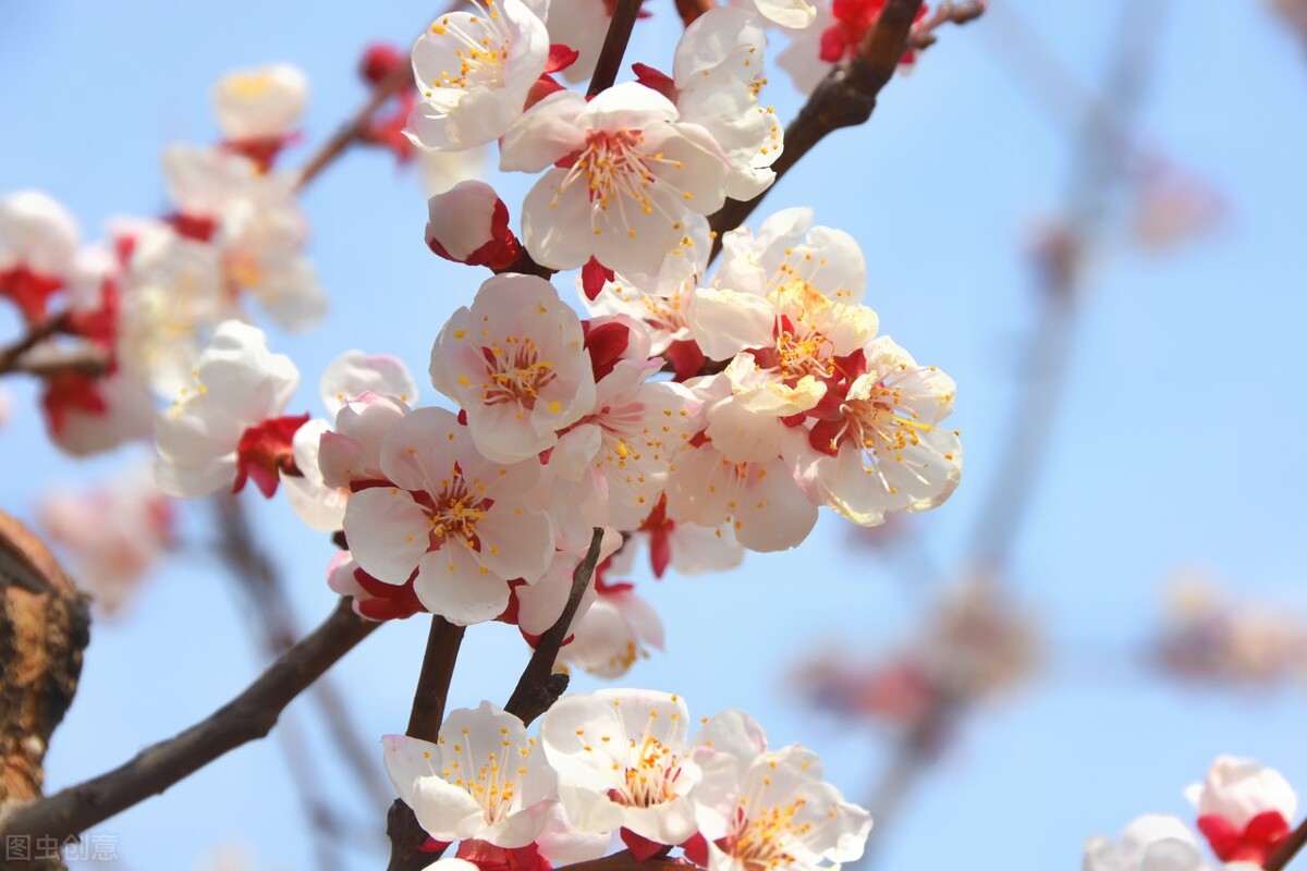 桃花先开还是梨花先开（春风绽百花各种花开放的顺序）