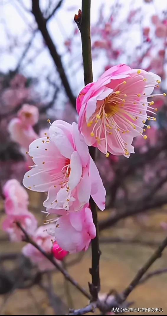 各种花卉植物，养在家里什么地方合适