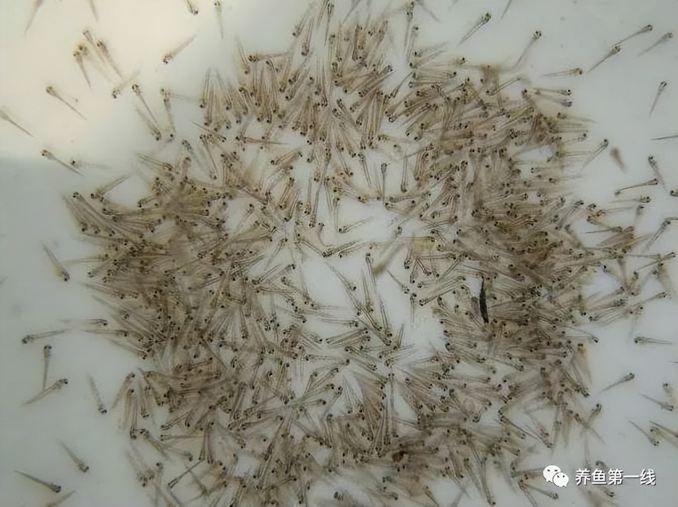 鱼苗培育家鱼及常规鱼的水花育苗人工饲养方法