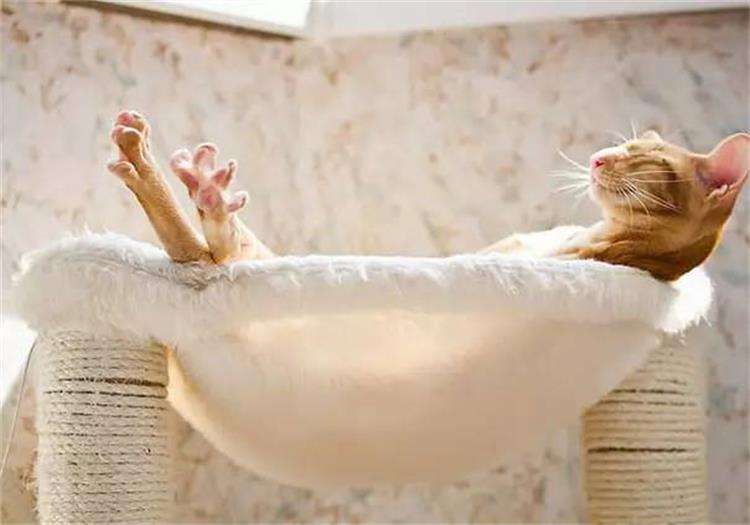 猫咪可以用人的沐浴露洗澡吗（没有猫沐浴露可以用什么代替）