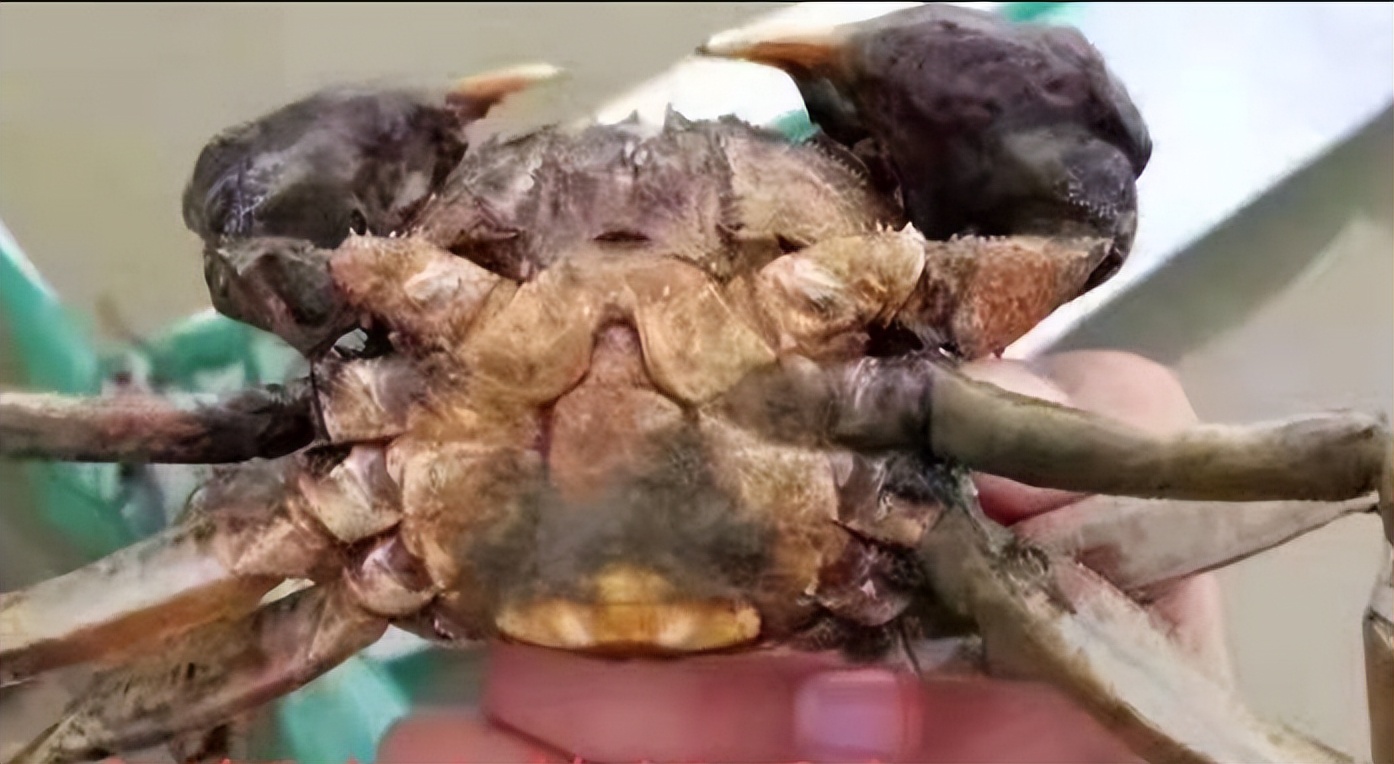 螃蟹身上的线虫图片