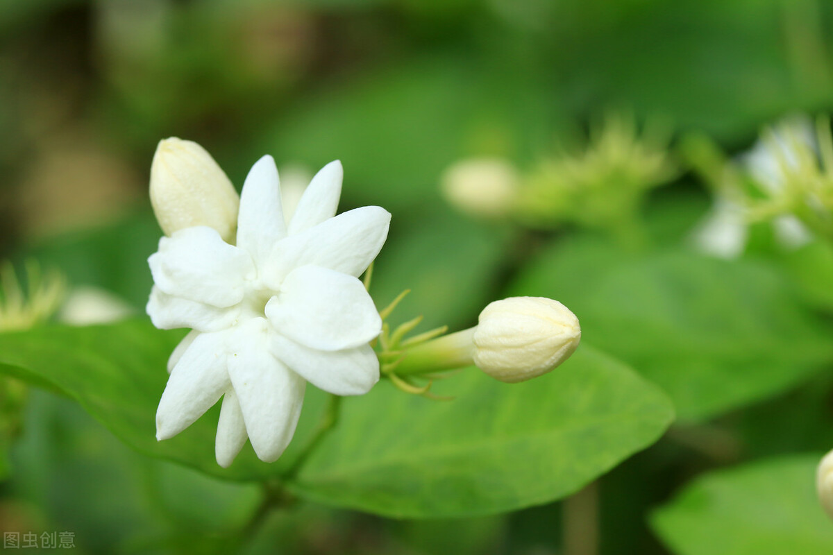 40种适合庭院花园的常见灌木植物，你认识它们吗？