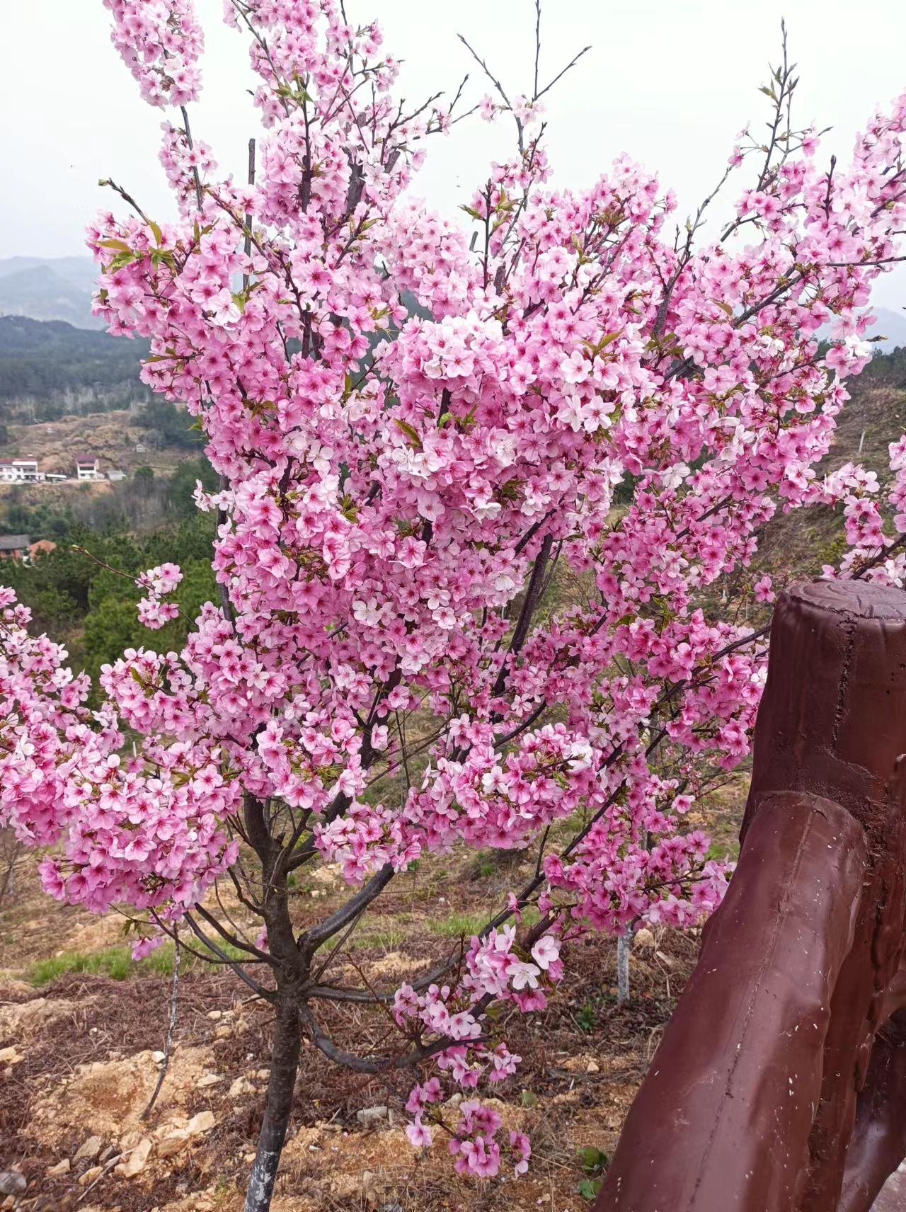 与山水作伴，与岁月把欢