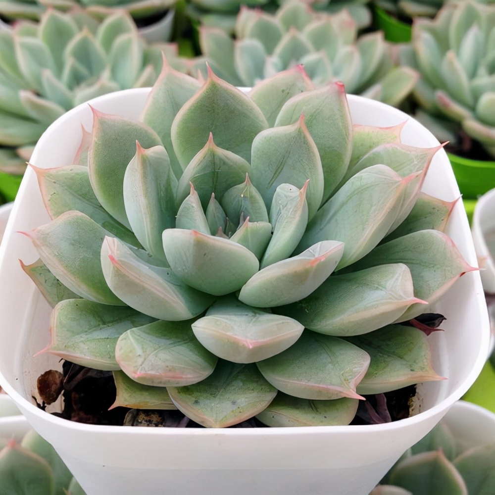 多肉植物品种大全图解(100种常见多肉图鉴)