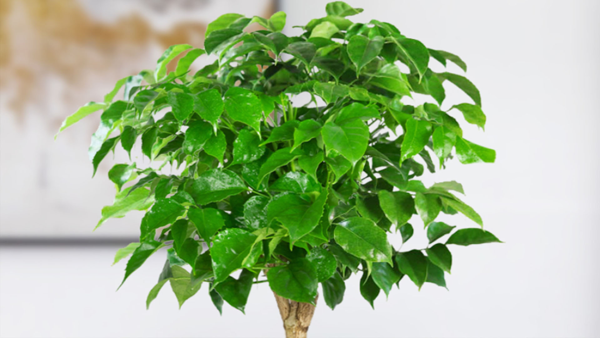 幸福树冬季怎么养护(幸福树能安全越冬的3个养护细节)