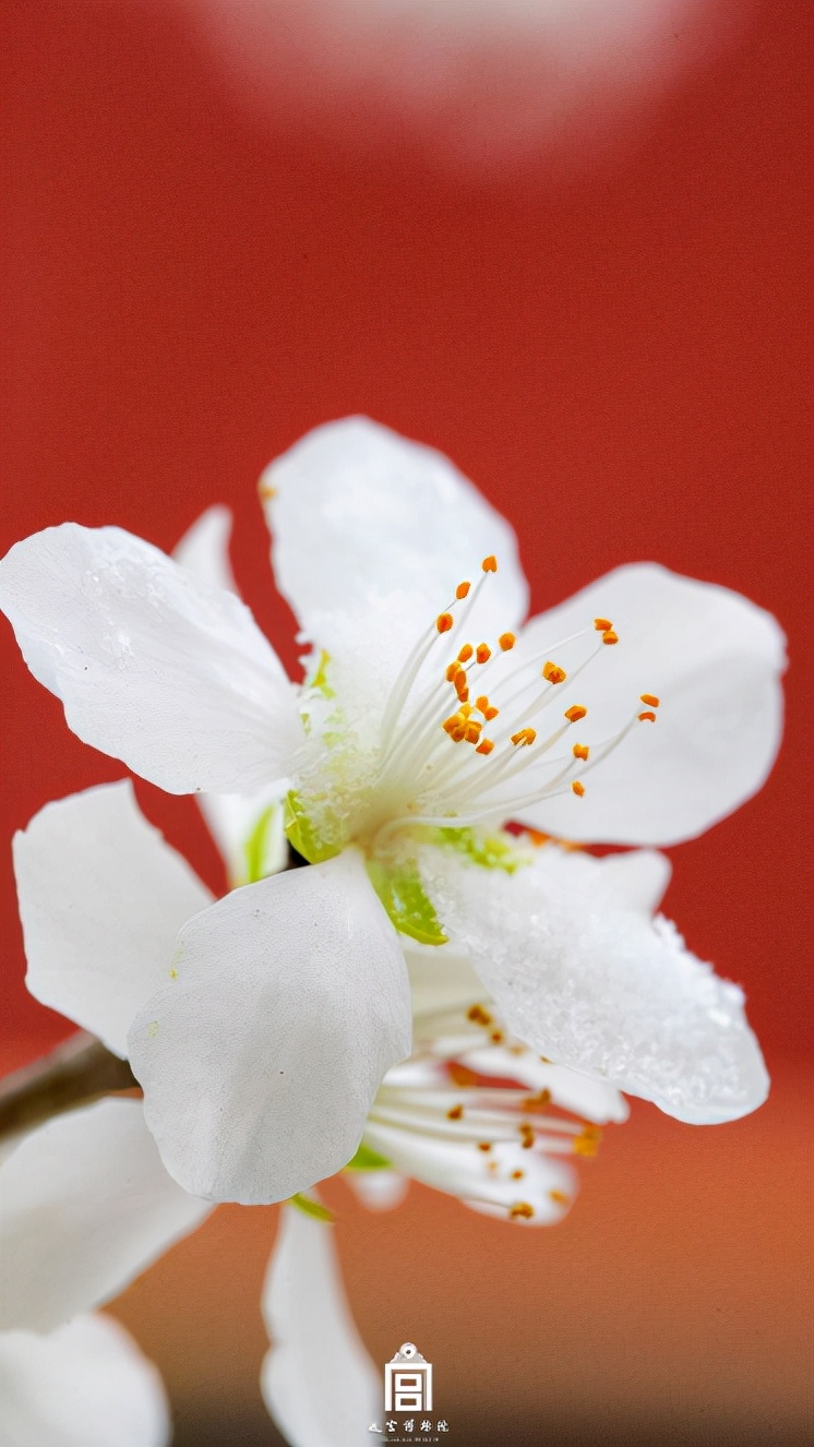 雪与花共舞 | 红墙，白雪，鲜花，美不胜收！