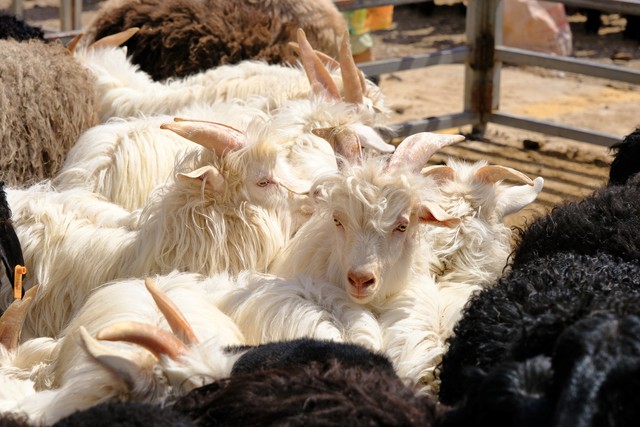截止到12月13日，全国不同地区活羊价格汇总，仅供参考