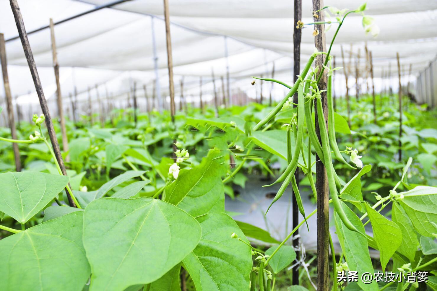 大家总结出了各种(绿豆怎样种植管理才能更高产？从播种到采收注意这11个方面)