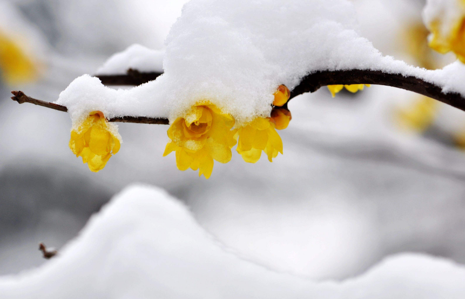 更须踏雪看梅花，十二首踏雪寻梅的诗词，看雪中梅花傲雪绽放