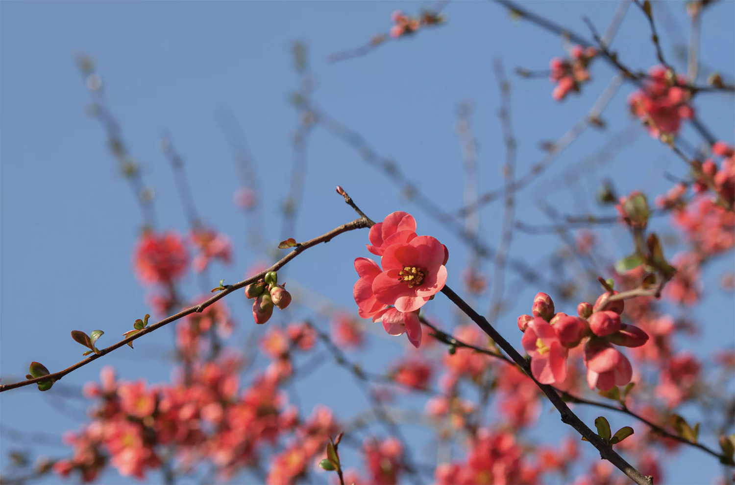 40种适合庭院花园的常见灌木植物，你认识它们吗？