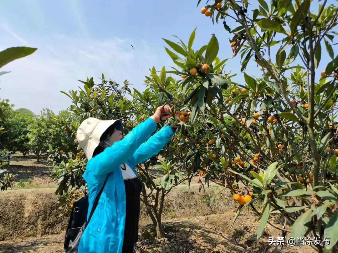 安徽当涂：大青山的枇杷熟了！