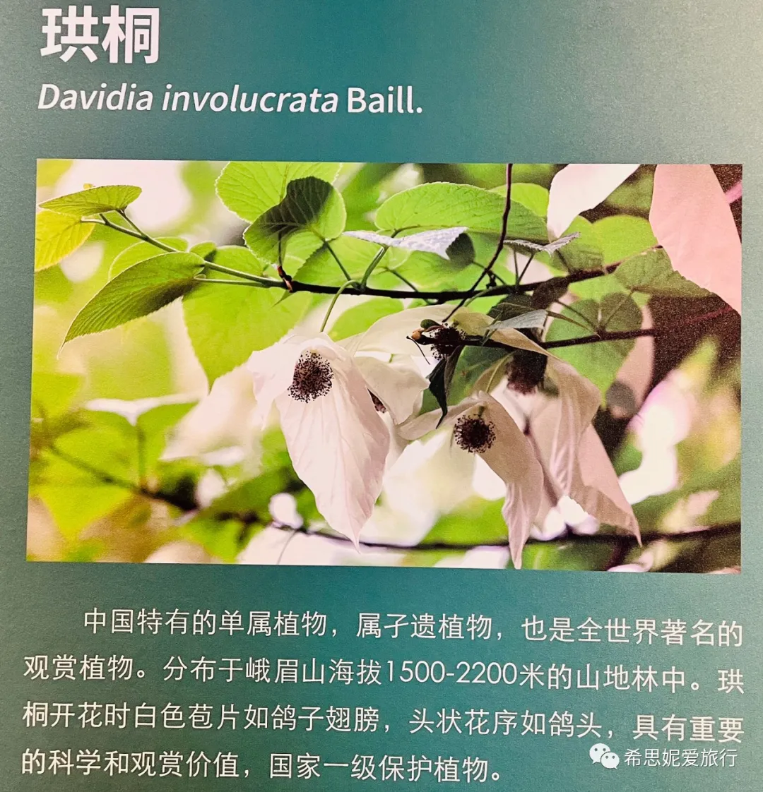 峨眉雪、钵钵鸡、豆腐脑 峨眉山旅行staycation最佳选择Meridien