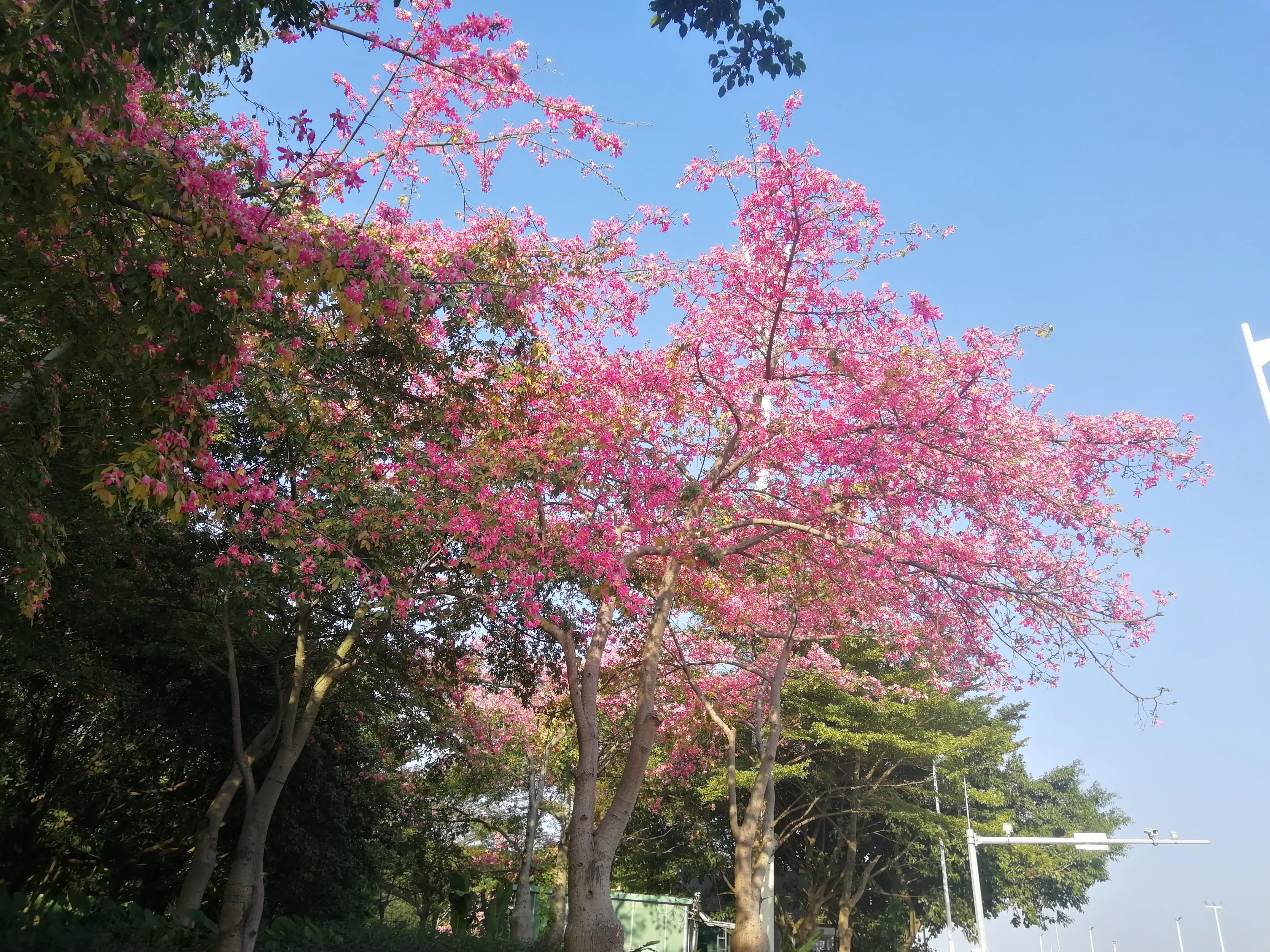 地铁4号线广州大学城一日游，带你体验不一样的大学城风景（A篇）