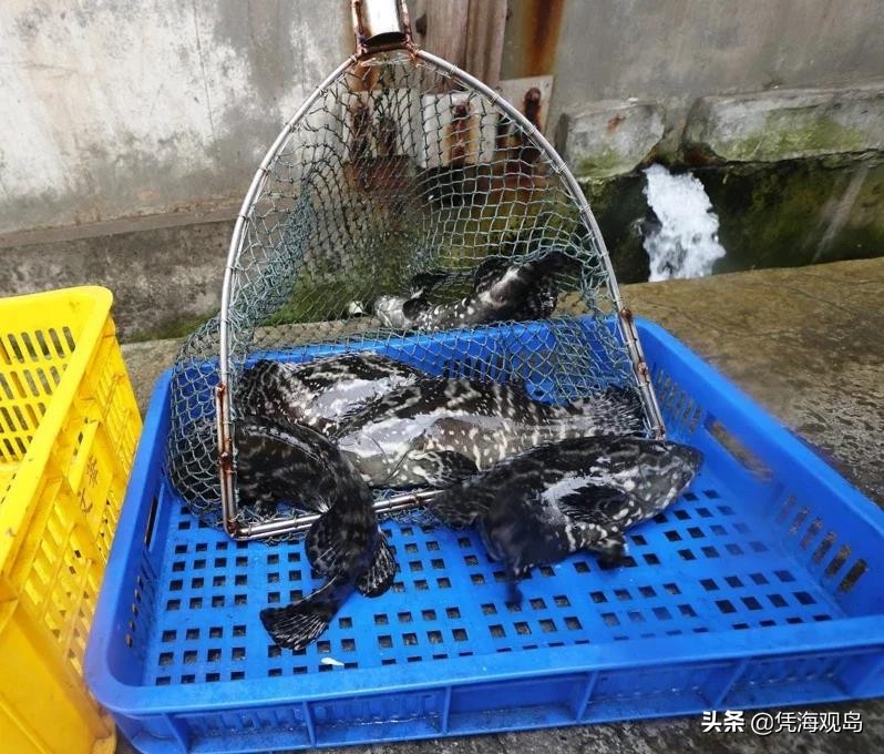 台軍消化不了石斑魚，讓小學生上，蔡英文當局使毒計“一石兩鳥”