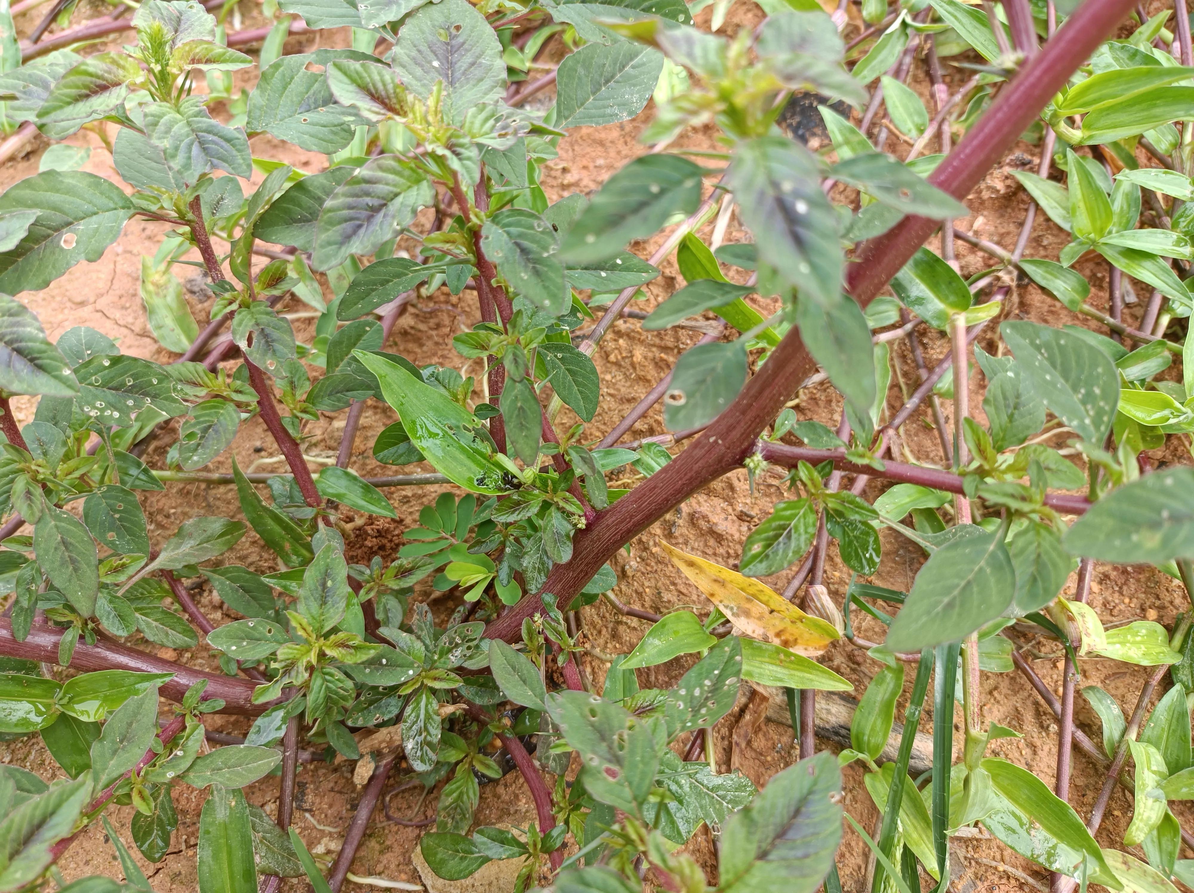 浑身是刺，嫩叶是菜，根部价值珍贵，煲猪肠是一绝，对痔疮有好处