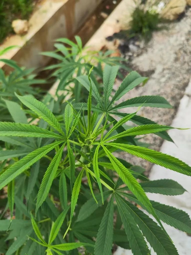 大钱麻植物图片(大麻图片) - 美卓