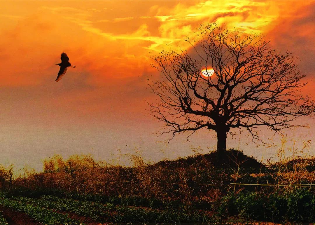 苏轼诗词名篇50首(苏轼写过什么诗)