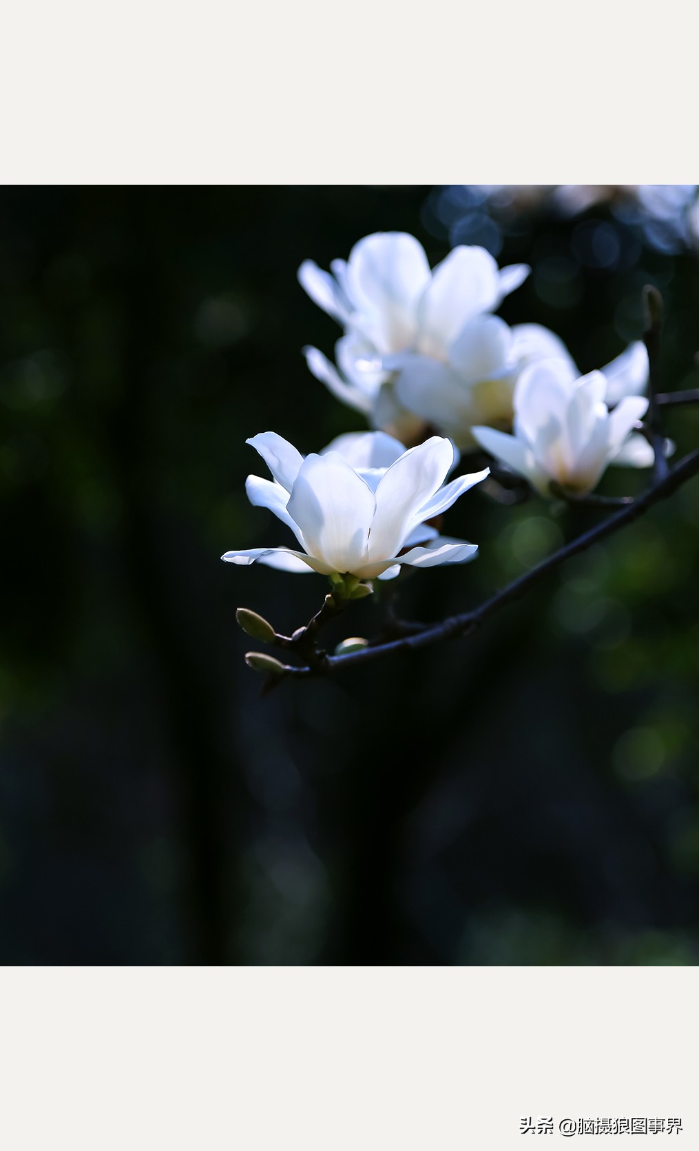 玉兰花图片,玉兰花图片大全大图