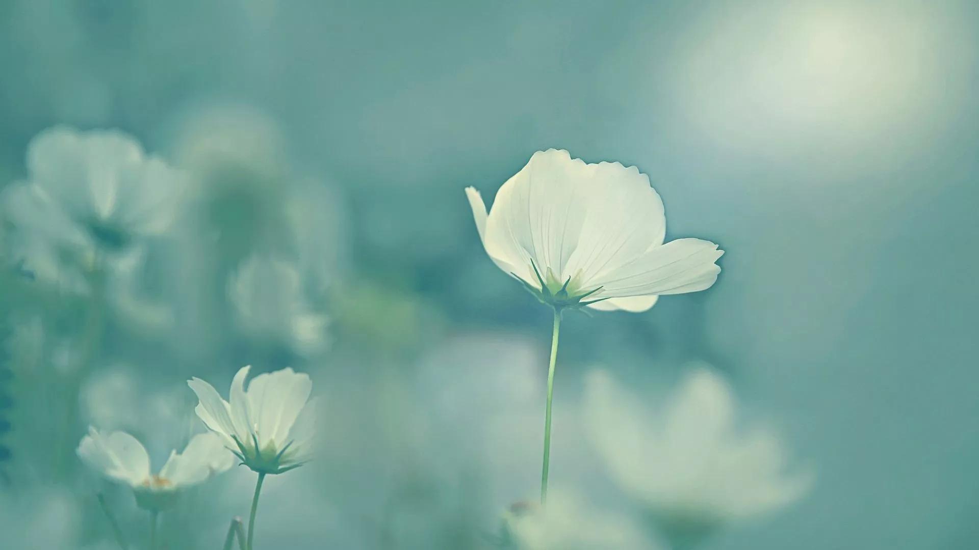 实至名归是什么意思啊（《道德经》逐句解读：始制有名 名亦既有，夫亦将知止）