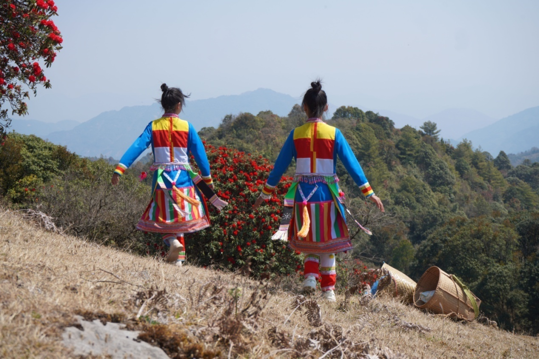 在腾冲，有一种红，叫杜鹃花开映山红