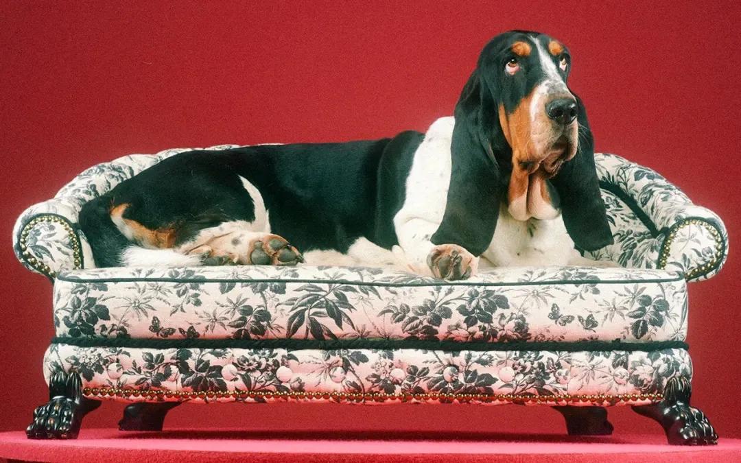 Gucci: Gucci Introduces Its New Pet Collection - Luxferity