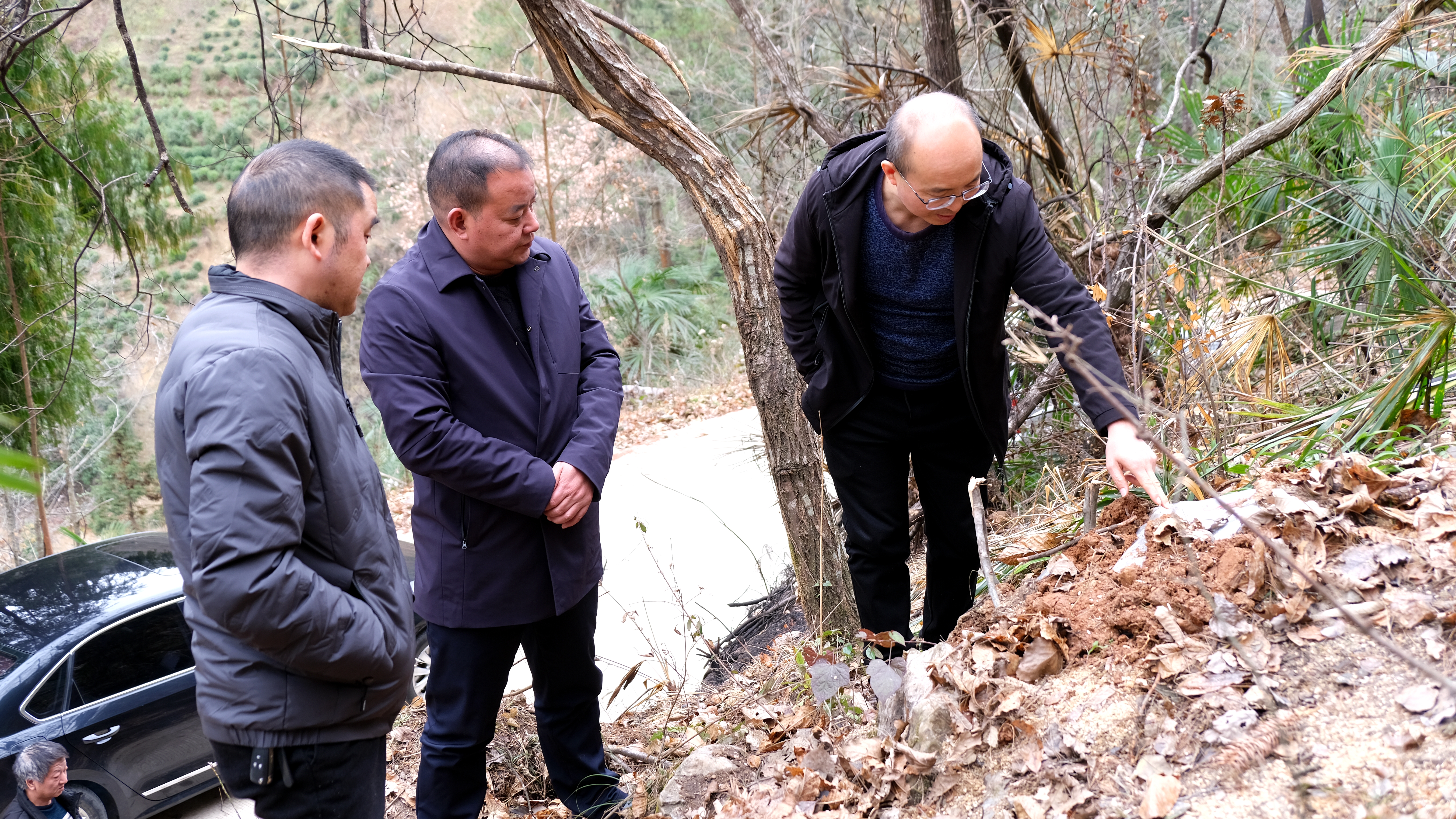 汉中市林业局到镇巴县督导检查松材线虫病疫木除治工作