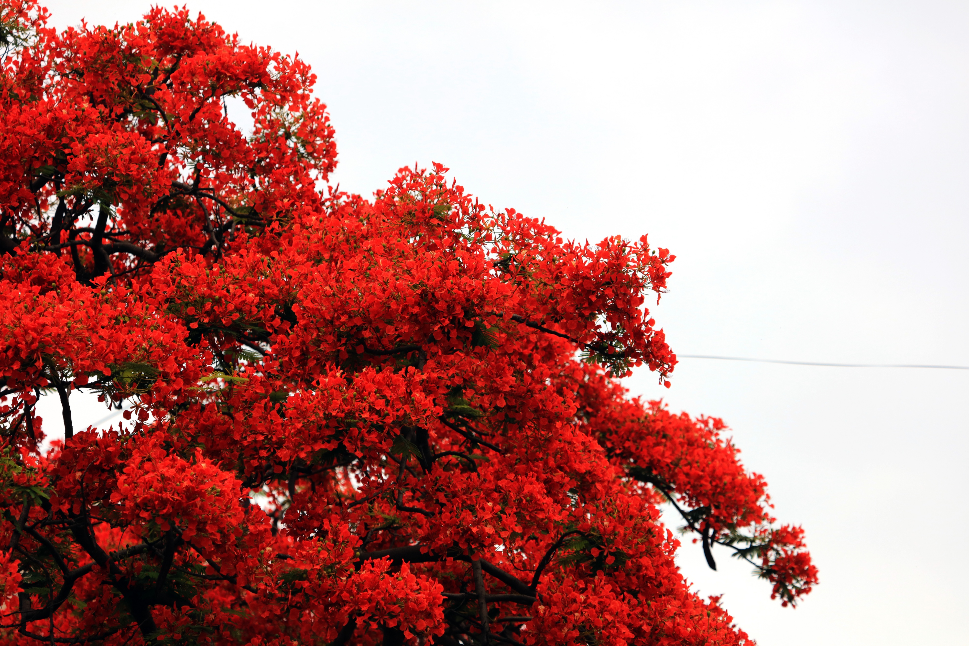 巧家凤凰花盛开四方游人赏景来