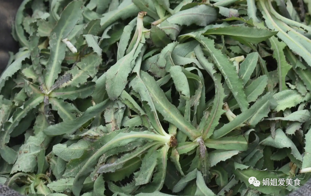 云南小苦菜煮多久(苦菜全身是宝,比荠菜香椿还营养,却常被当成杂草,包