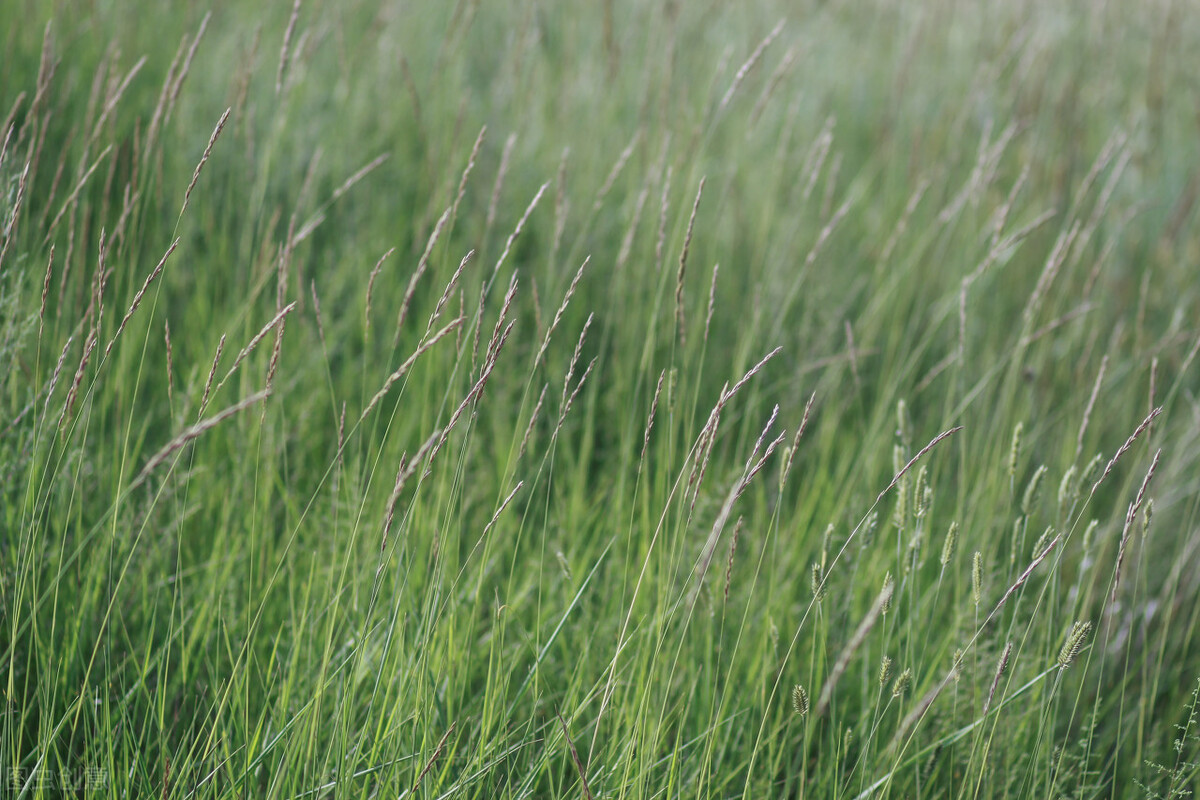 深情催泪情感美文：曾经的爱恋，曾经的悲欢