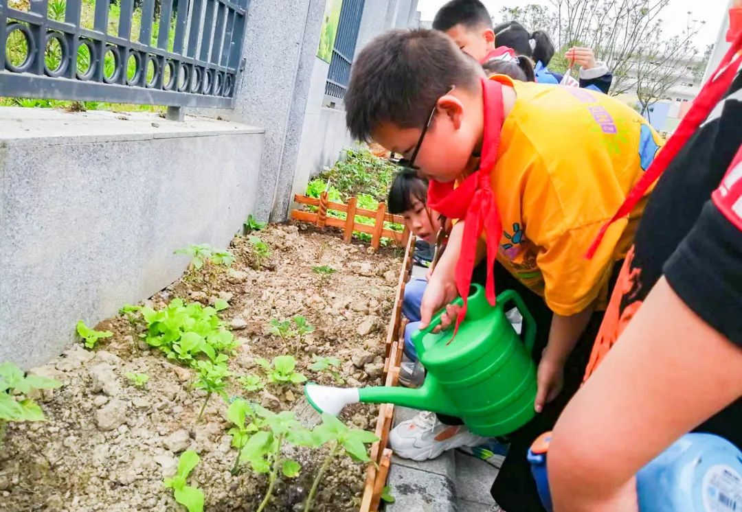 「责任教育 劳动课程」成都市双流区黄甲小学开发特色劳动种植课程