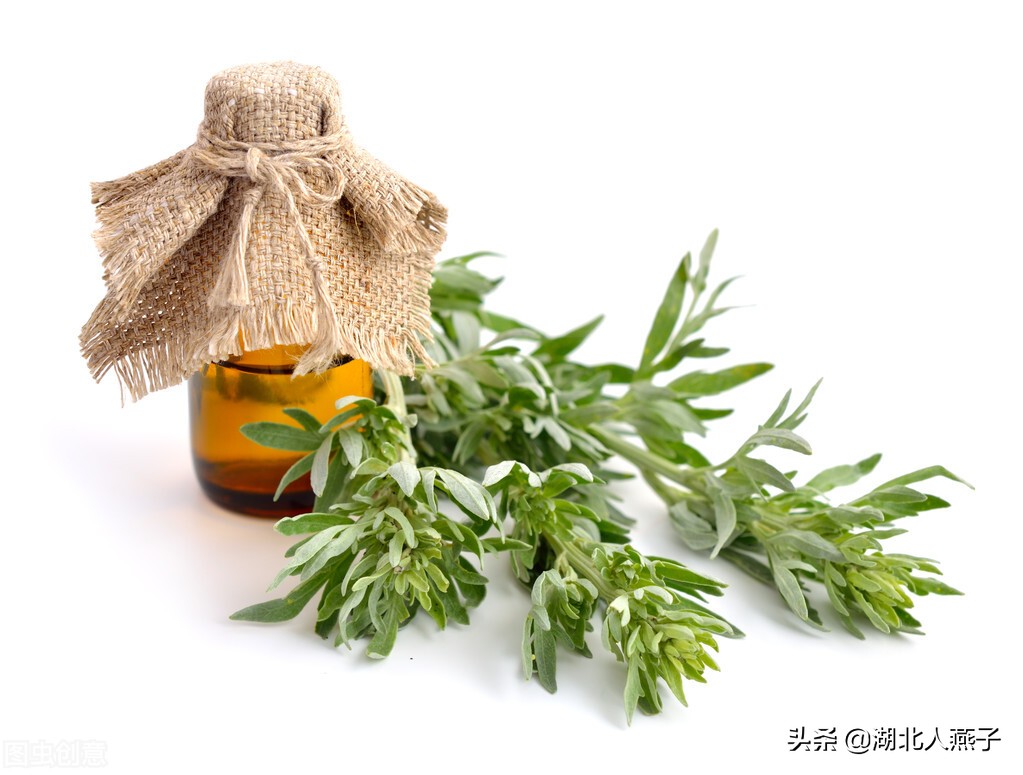 春天挖野菜，送你56种野菜大图片，带你见识不同的野菜和吃法