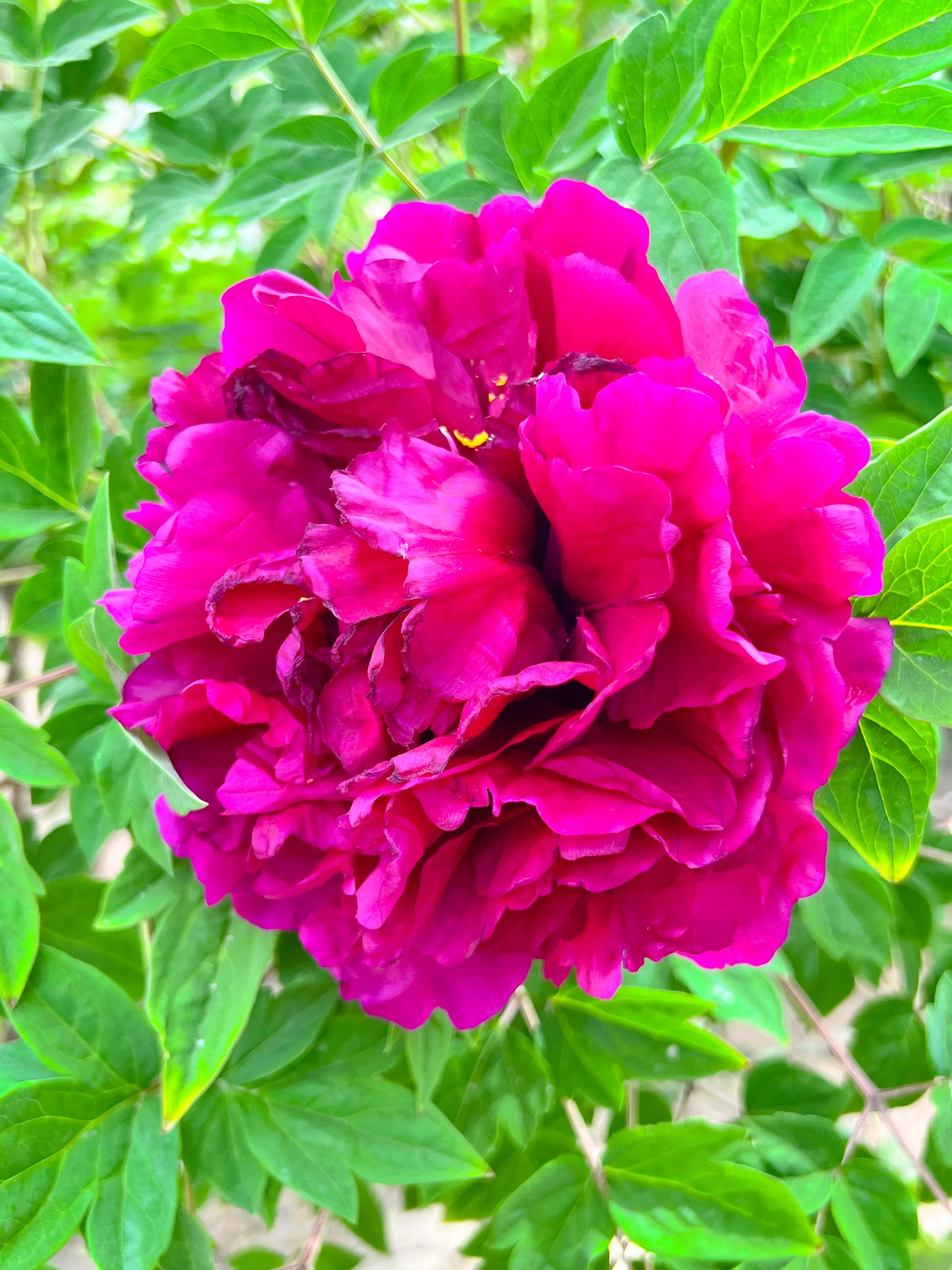 牡丹花的简介,描写牡丹花的优美句子_爱阅读