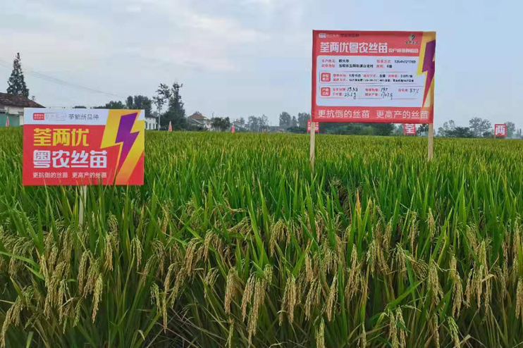 荃能稻·荃两优粤农丝苗—再生稻栽培技术指导