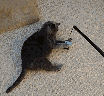 猫咪半夜蹦迪，如何友好地将TA请出卧室