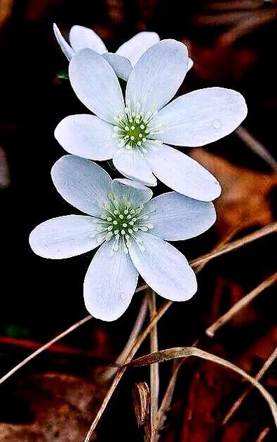 冬季之花 雪割草 佳辰