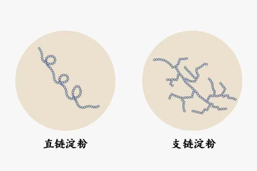 江米和糯米的区别（江米和糯米的区别在哪里）