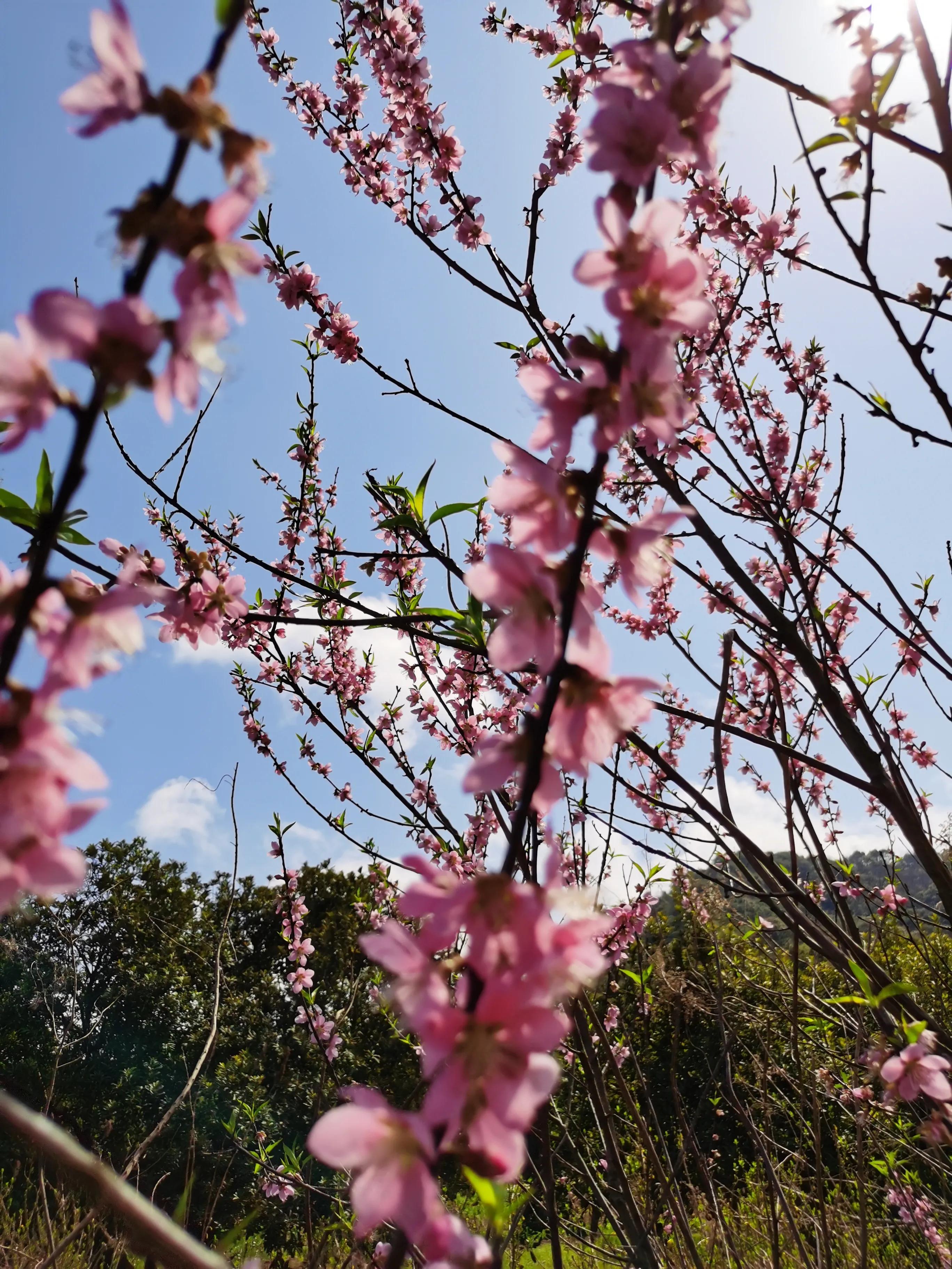 一路芬芳赏山景